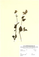 藏品(霍香薊)的圖片